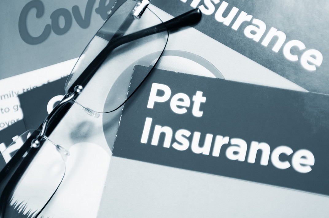 Pet Insurance | Sequoyah Animal Hospital