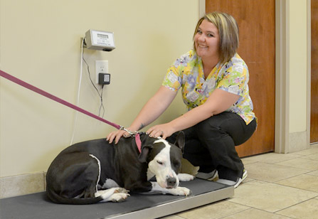 About Us | Sequoyah Animal Hospital